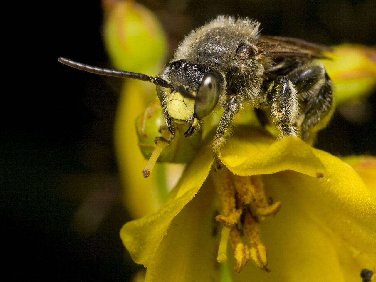 Apidae-1182.jpg