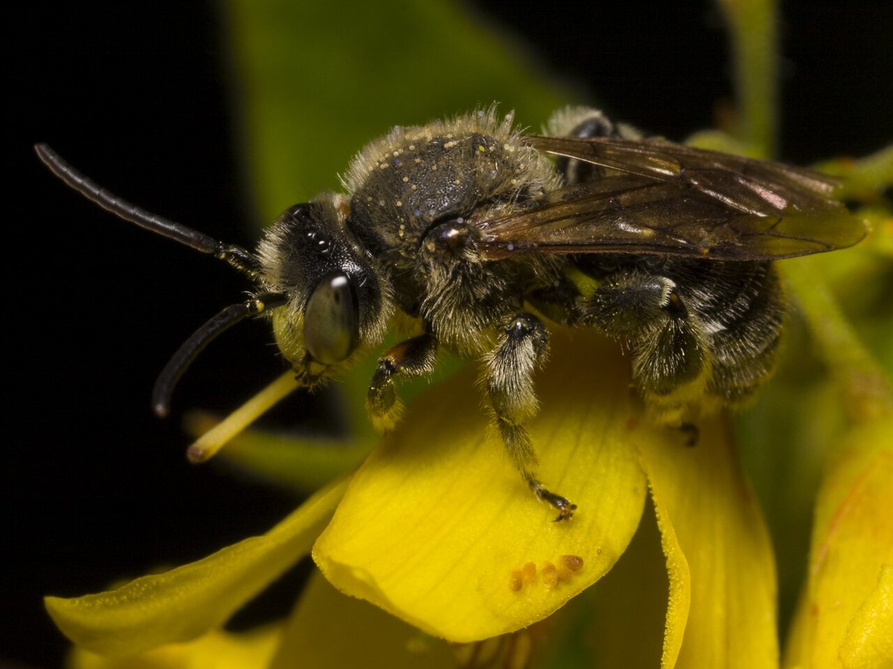Apidae-1183.jpg