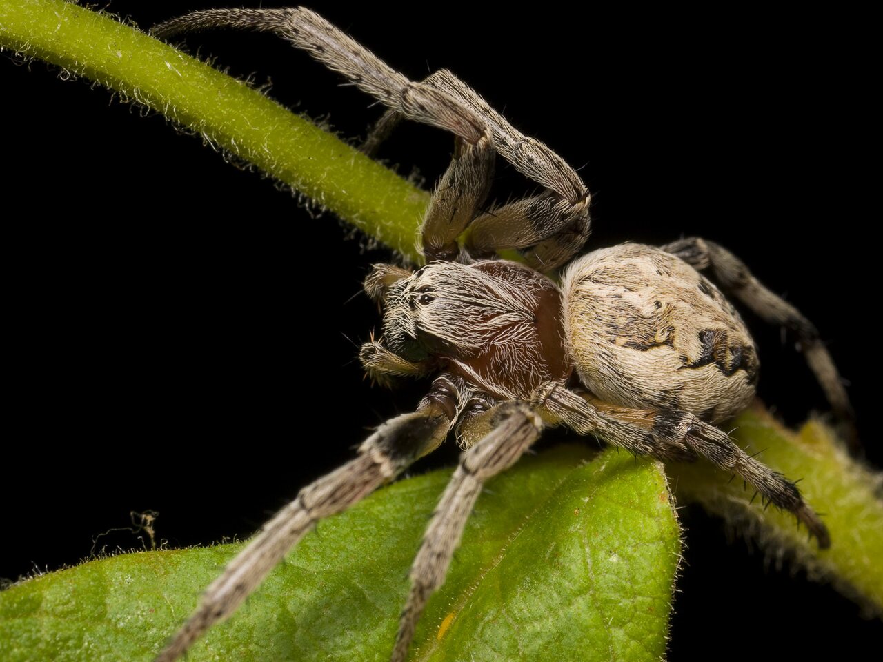 Araneidae-Larinioides-cornutus-female-1187.jpg