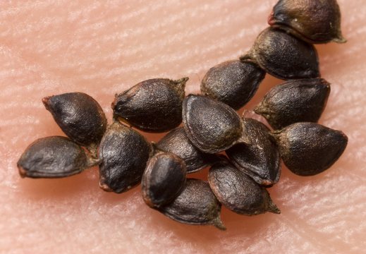 Ranunculus acris seeds · aitrusis vėdrynas