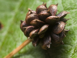 Ranunculus acris fruit · aitrusis vėdrynas