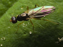 Strongylophthalmyia ustulata