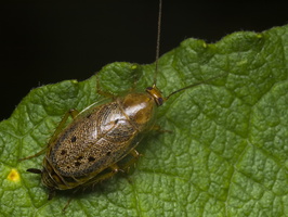 Ectobius lapponicus, female · laplandinis prūsokas ♀