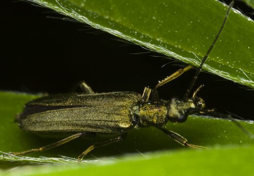 Oedemera virescens female · laibavabalis ♀