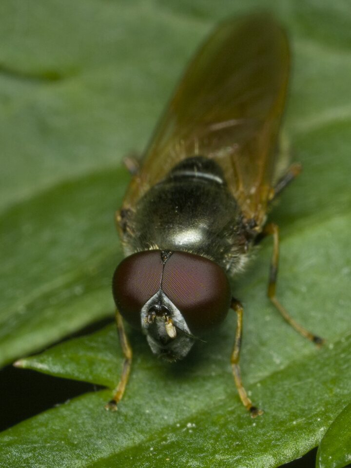 Diptera-1509.jpg
