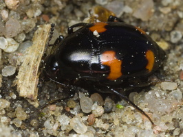 Scaphidiinae · valtvabaliai