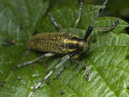 Agapanthia villosoviridescens · žalsvasis stagarinukas
