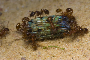 Formicidae · skruzdėlės