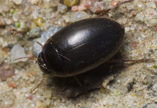 Dytiscidae