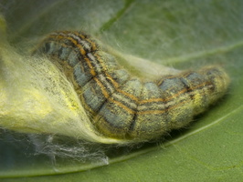 Malacosoma neustria, caterpillar, cocoon · žieduotasis verpikas, vikšras, kokonas