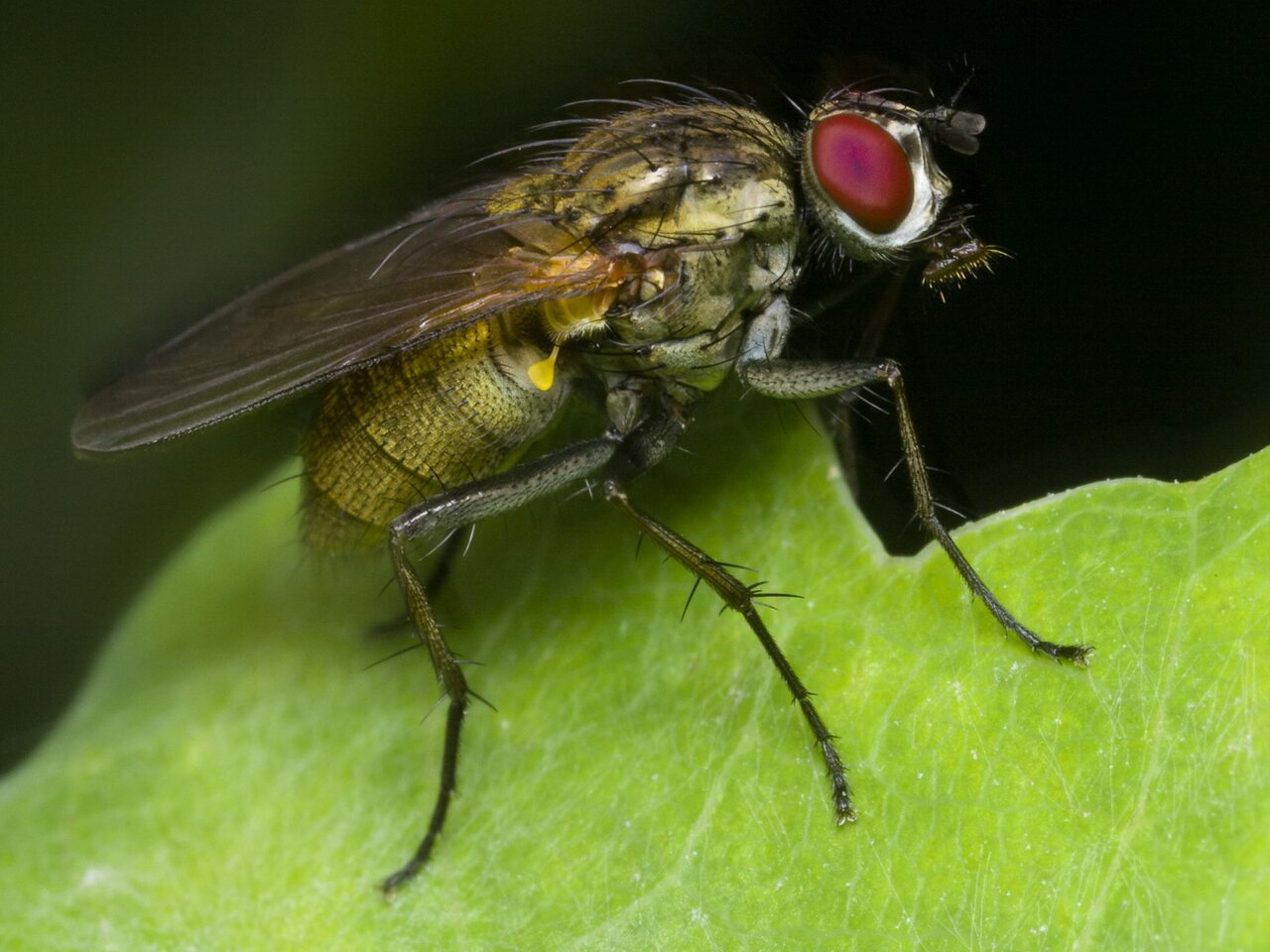 Diptera-1661.jpg