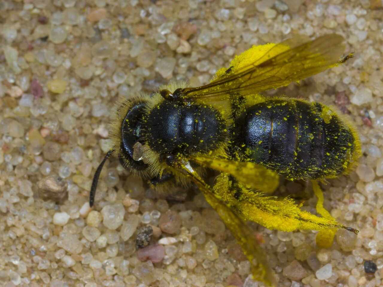 Apidae-1676.jpg
