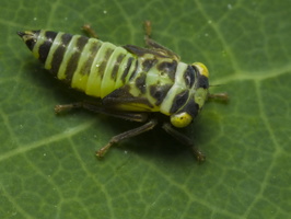 Cicadomorpha nymph · cikada, nimfa