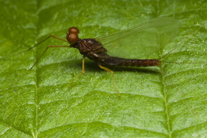 Ephemeroptera · lašalas