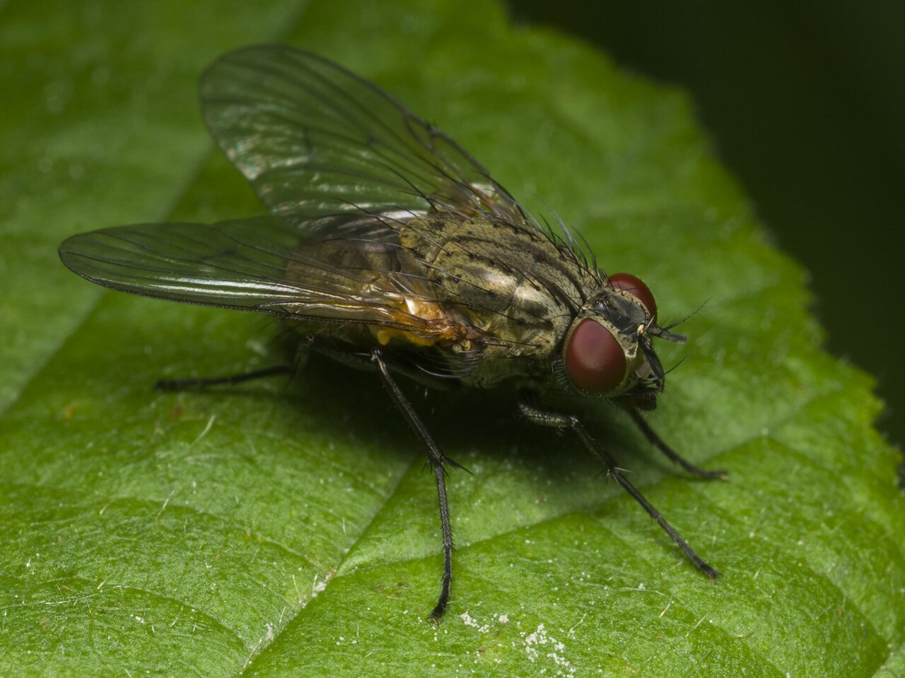 Diptera-1718.jpg