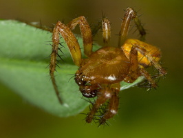 Araneus alsine male · rausvapilvis kryžiuotis ♂