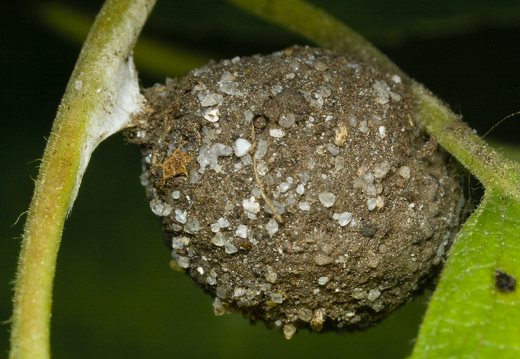 Agroeca sp. egg sac covered with particles of earth