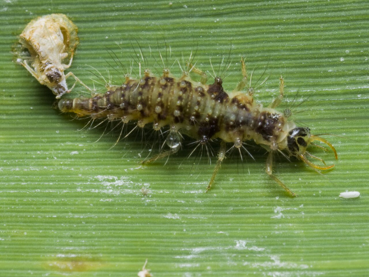 Chrysopidae-larva-1872.jpg
