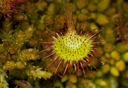 Drosera rotundifolia · apskritalapė saulašarė