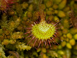 Drosera rotundifolia · apskritalapė saulašarė