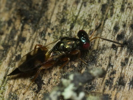 Pteromalidae