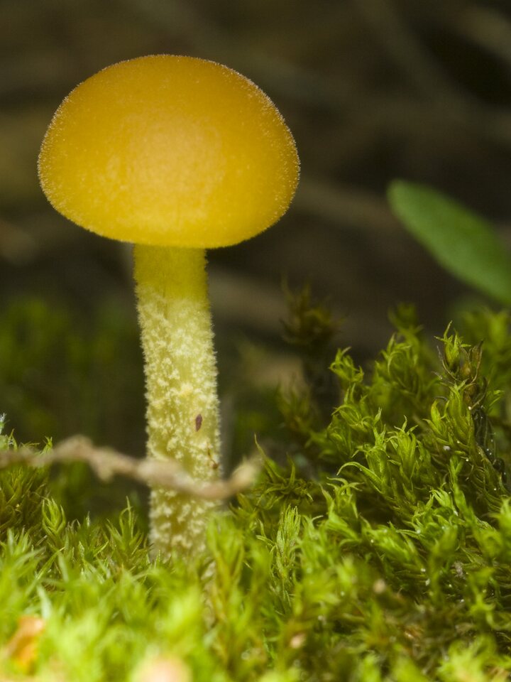 fungi-2092.jpg