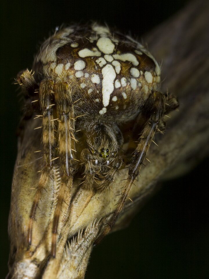 Araneus-diadematus-2094.jpg