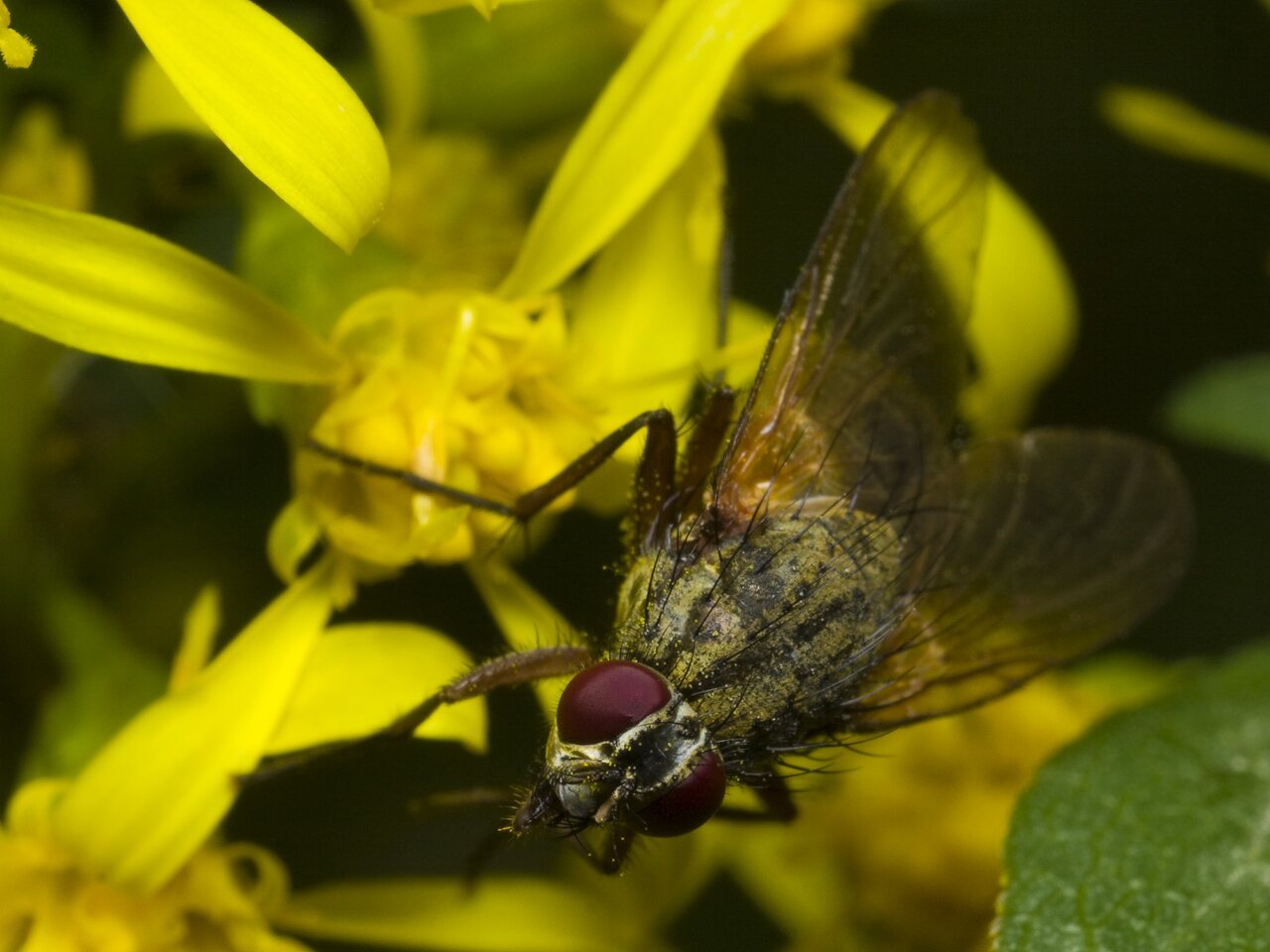 Diptera-2156.jpg