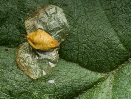 Entomobrya nivalis on Betula pendula seed