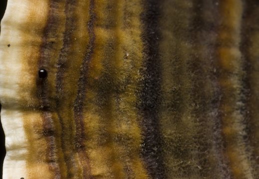 Coltricia perennis · žiemkentė sausapintė