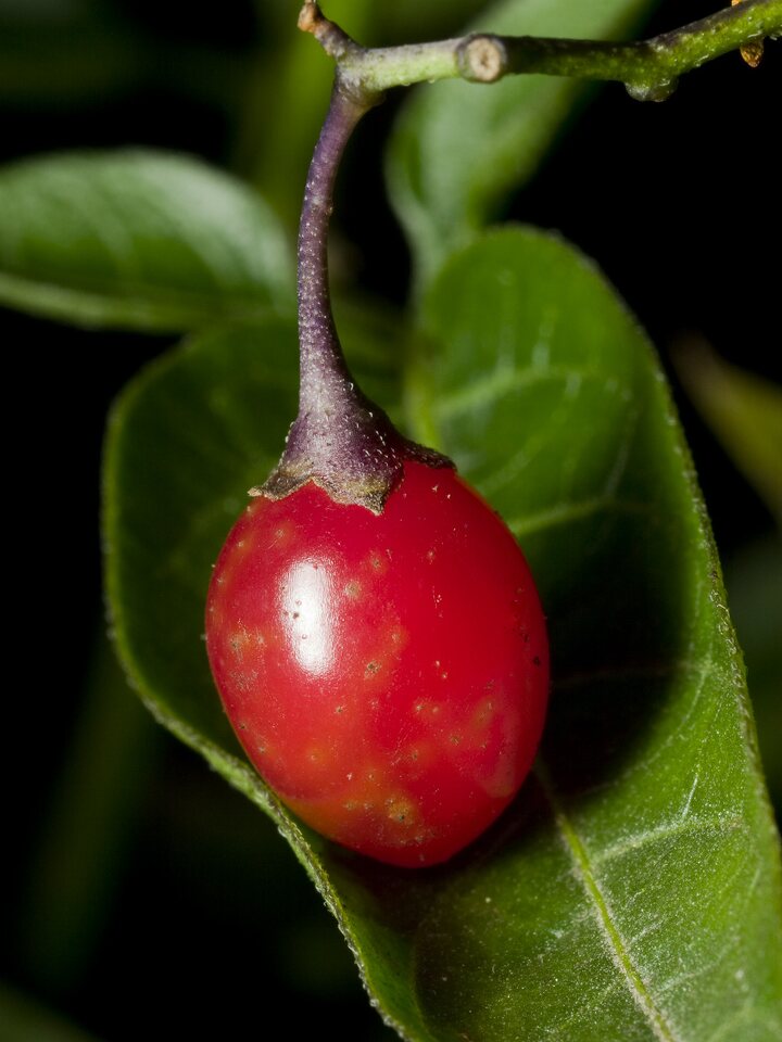 Solanum dulcamara · karklavijas