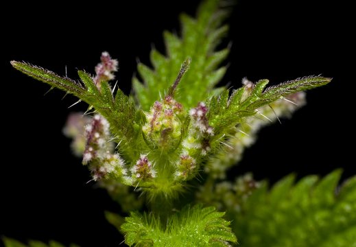 Urtica dioica · didžioji dilgėlė