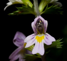 Euphrasia parviflora · smulkiažiedė akišveitė