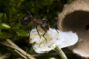 Ant on damaged Clubiona caerulescens cocoon