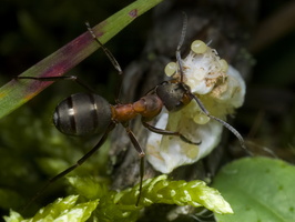 Ant on damaged Clubiona caerulescens cocoon