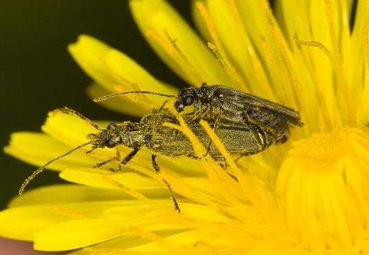 Oedemera virescens mating · laibavabalis poruojasi