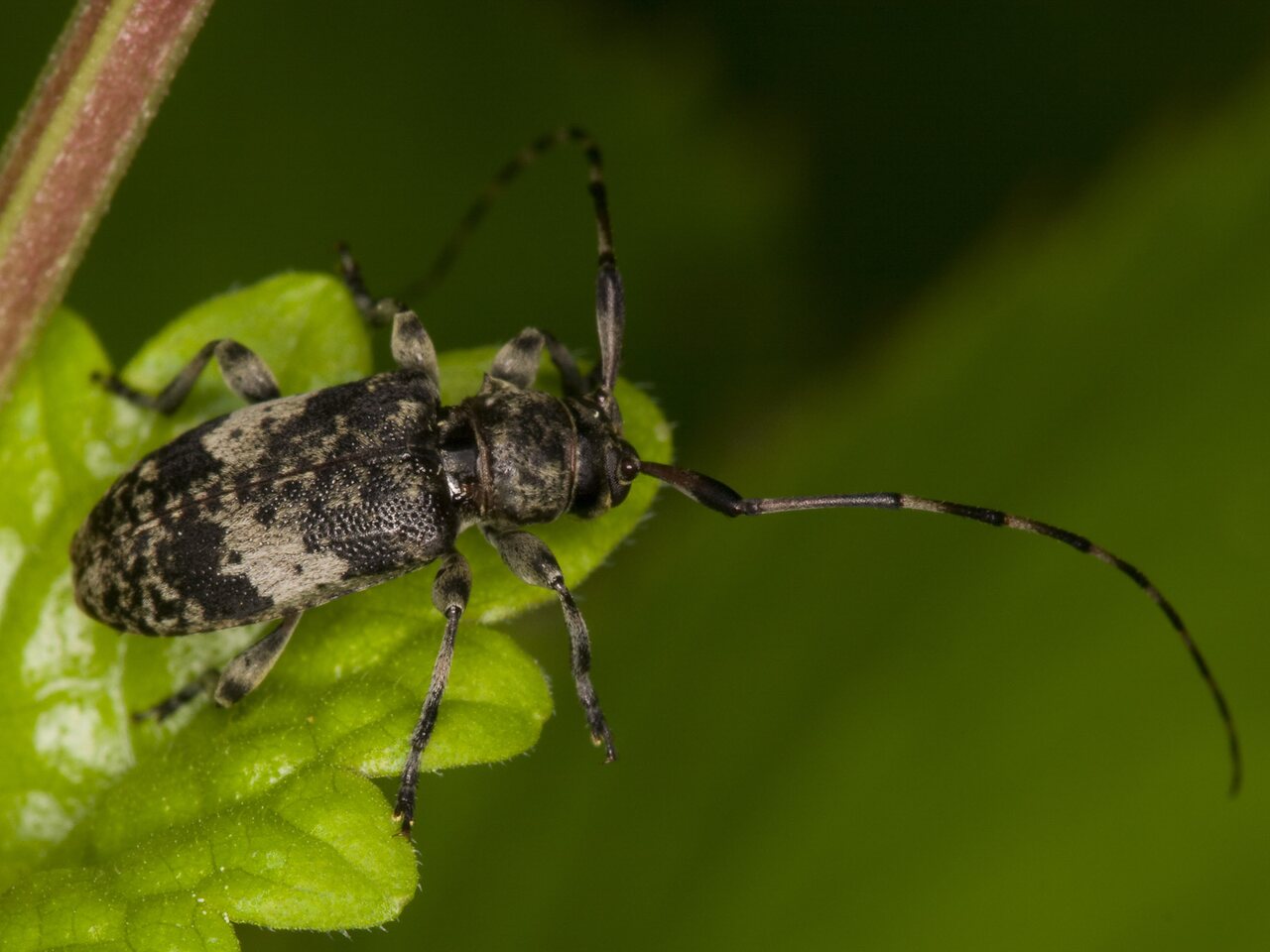 Leiopus nebulosus agg. · juostuotasis margūnas