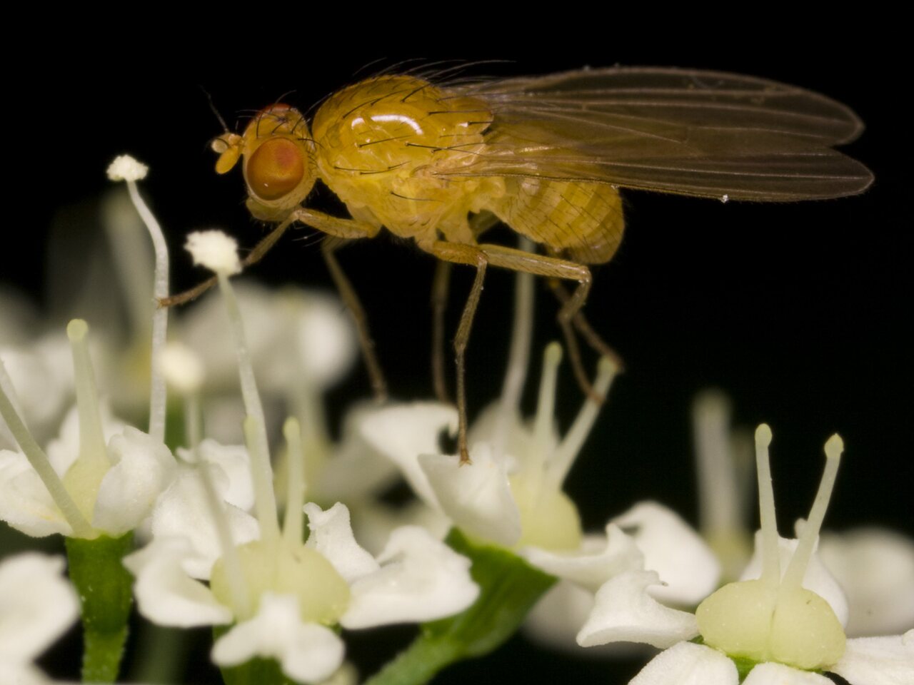 Diptera-3346.jpg