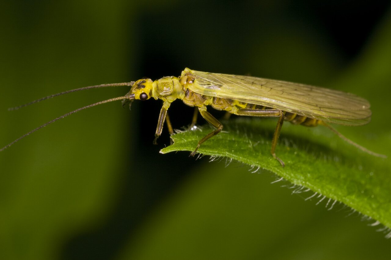 Plecoptera-3350.jpg