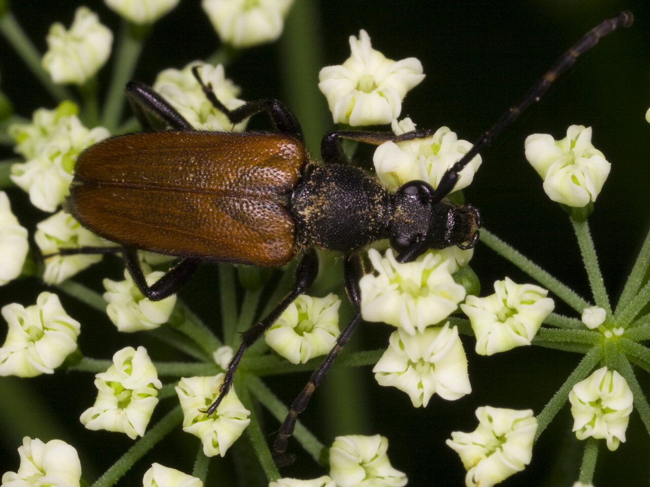 Paracorymbia-maculicornis-3357.jpg