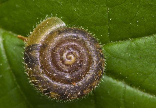Pseudotrichia rubiginosa · šeriuotoji lapsraigė