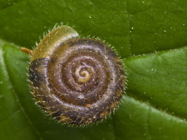 Pseudotrichia rubiginosa · šeriuotoji lapsraigė