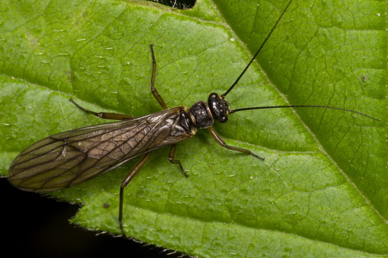 Plecoptera-3400.jpg