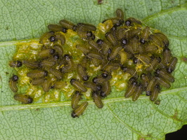 Agelastica alni larvae · mėlynasis alksniagraužis, lervos