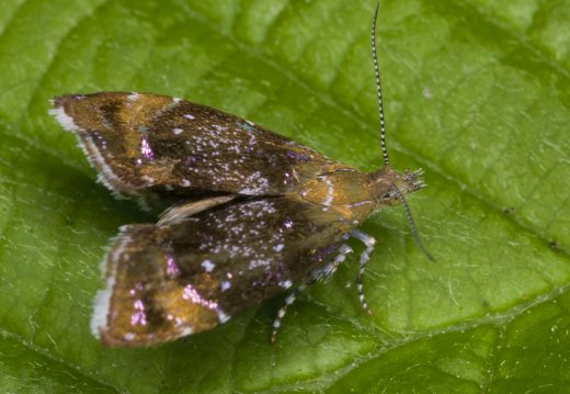 Choreutidae · baltadėmės lapsukinės kandys