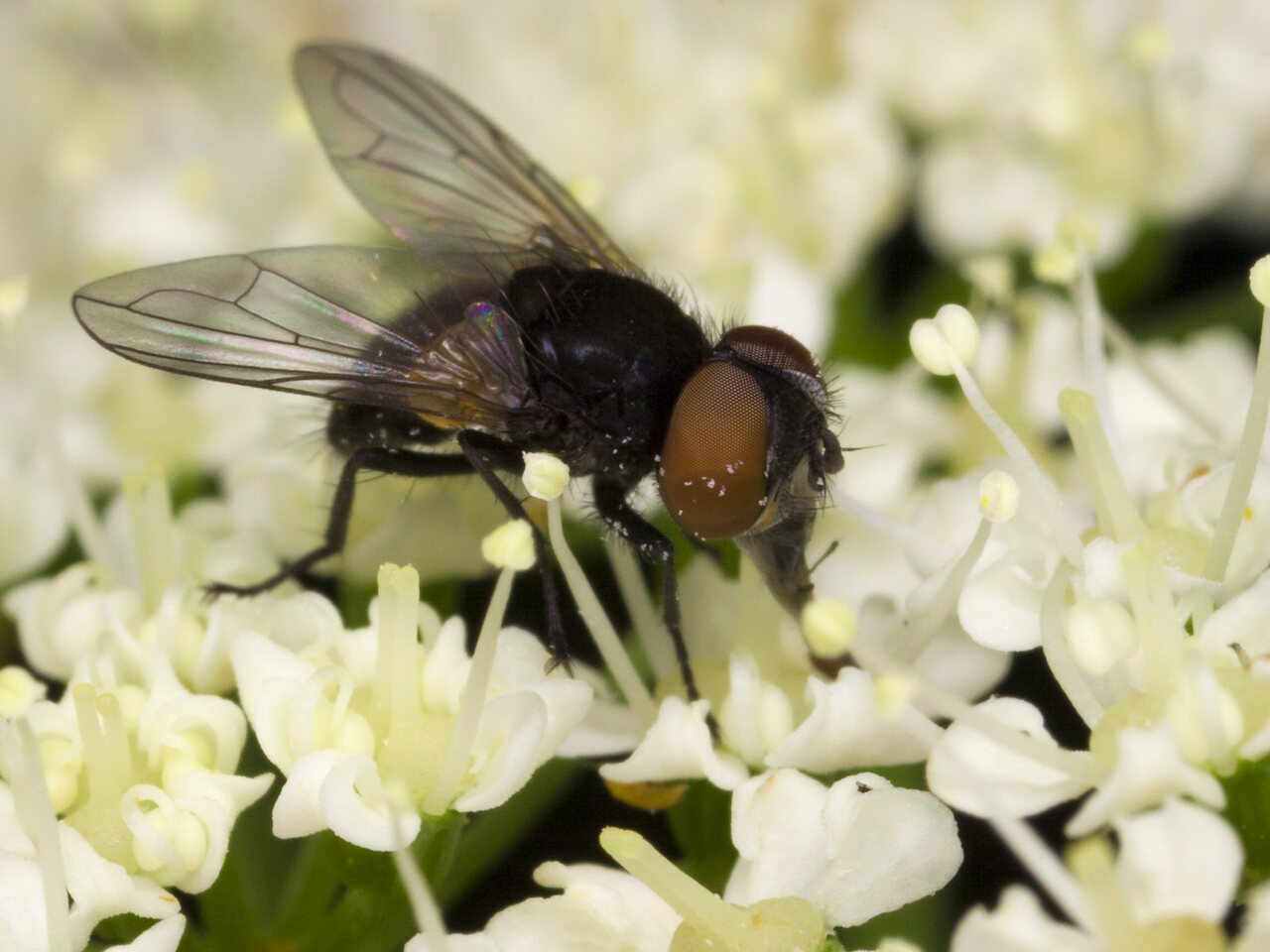 Diptera-3491.jpg