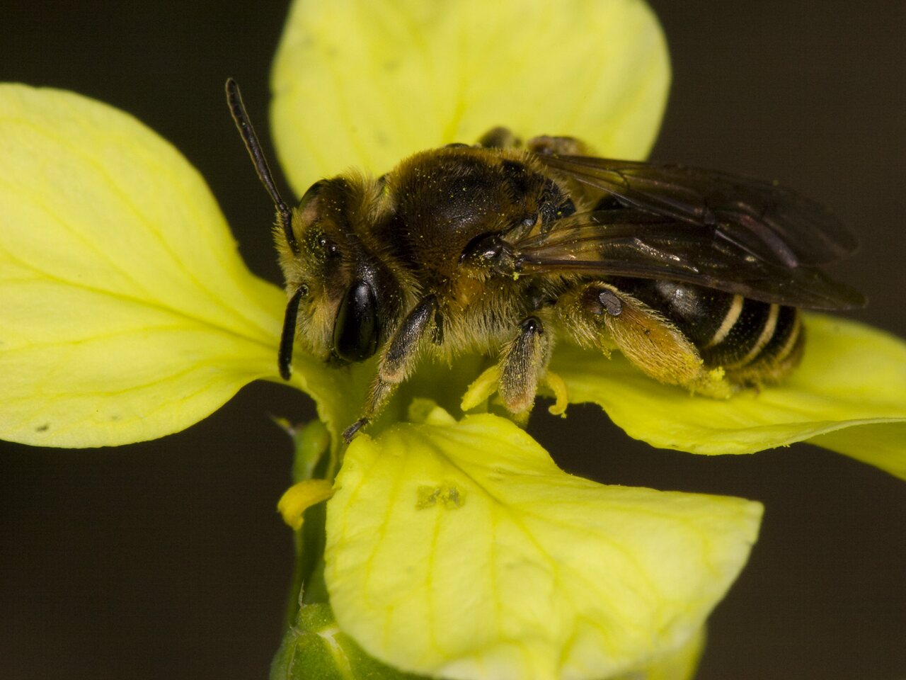 Apidae-3559.jpg