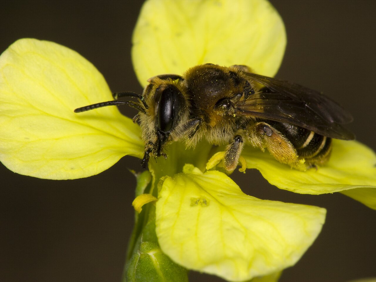 Apidae-3560.jpg