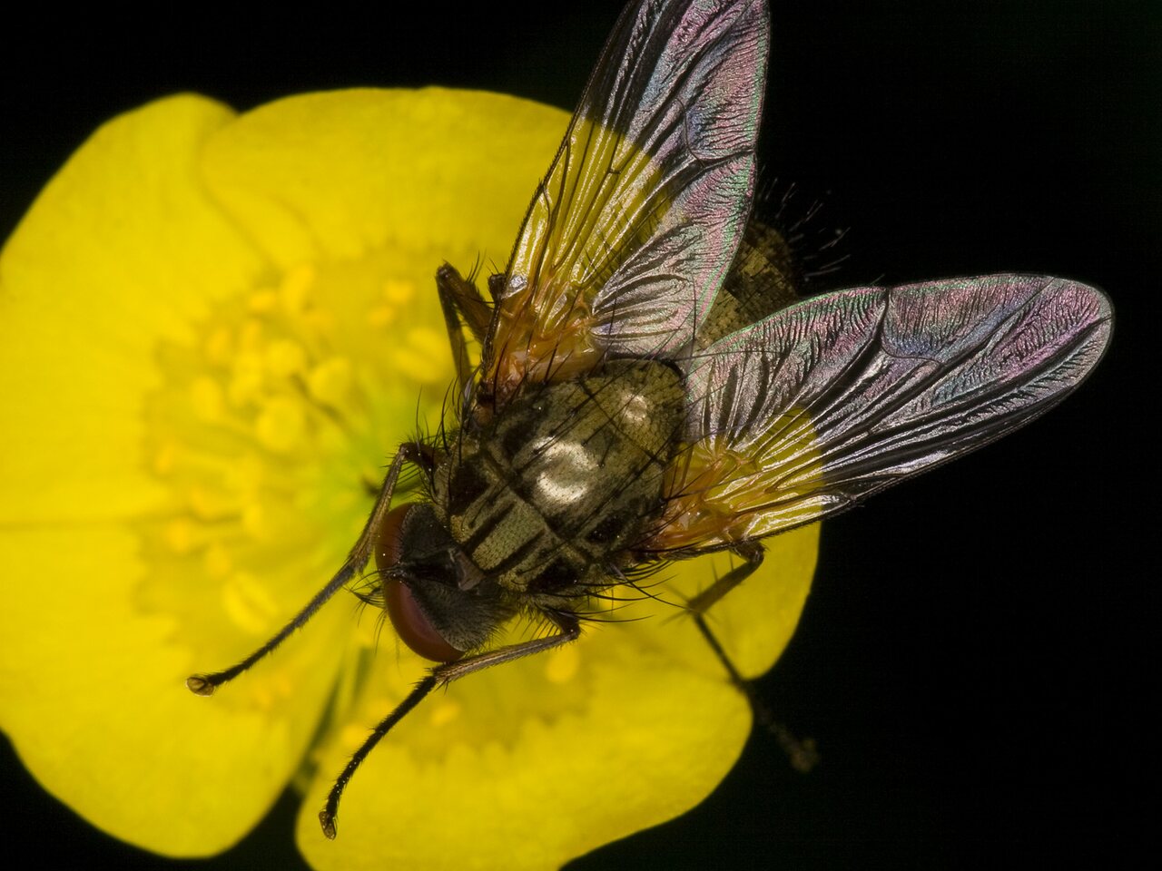 Diptera-3582.jpg