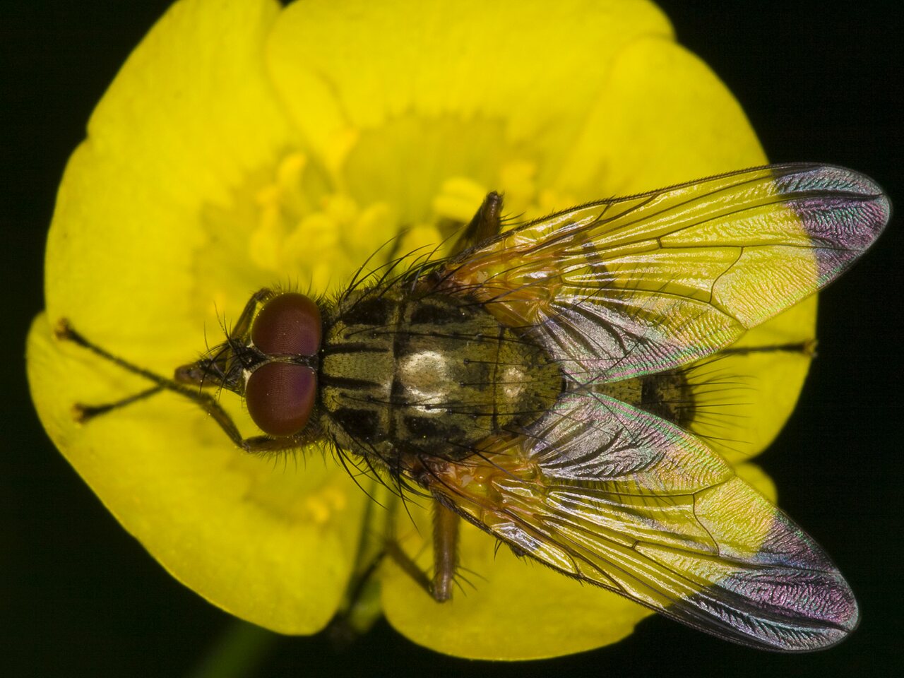Diptera-3583.jpg